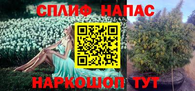 гашик Кингисепп